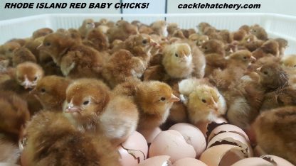 Rhode Island Red chicks