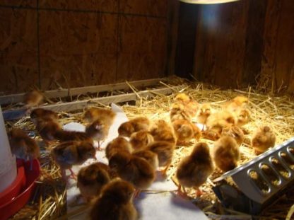 Rhode Island Red chicken