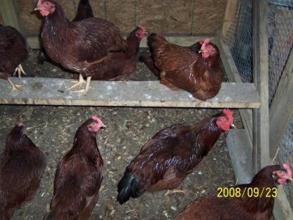 Rhode Island Red chickens
