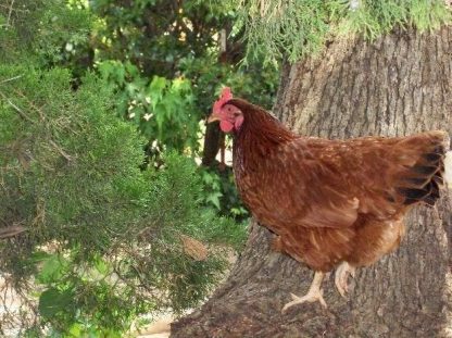 Rhode Island Red chicken