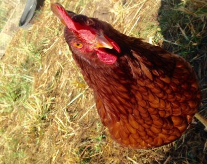 Rhode Island Red chicken