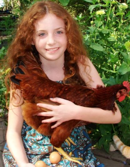 Rhode Island Red chicken and girl