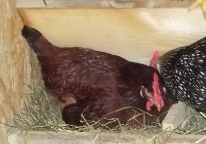 Rhode Island Red chicken