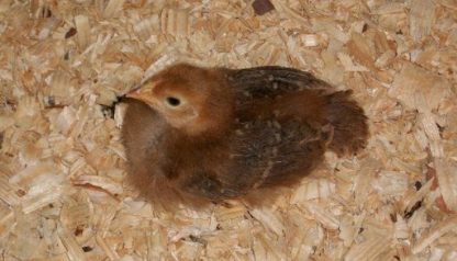 2012 Runner Up Baby and chick: Everyone at our house loves chickens!