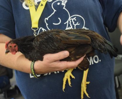 Rhode Island Red Bantam