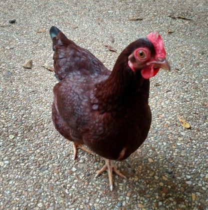 Rhode Island Red Bantam