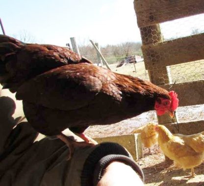 Rhode Island Red Bantam