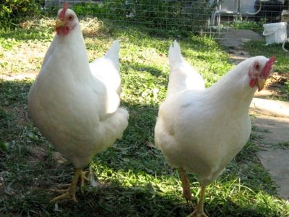 Rhode Island White Chickens