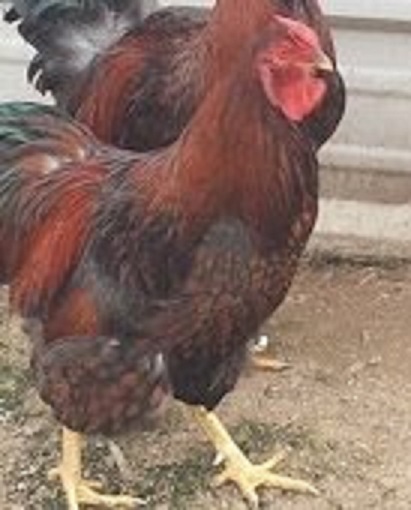 Black Laced Red Wyandotte Chicken Rooster | Cackle Hatchery®