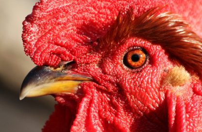 Head Shot of Turken Rooster Chicken