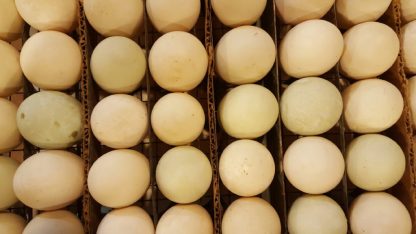 Rouen Ducks Eggs