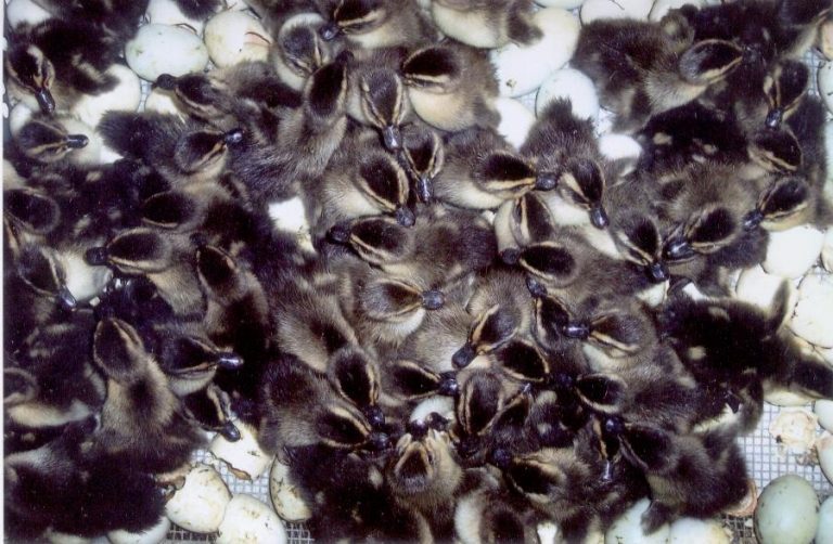Just hatched Rouen ducklings