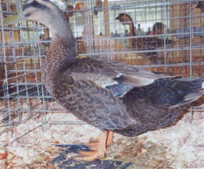 Rouen Duck Hen
