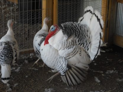 Royal Palm Turkeys