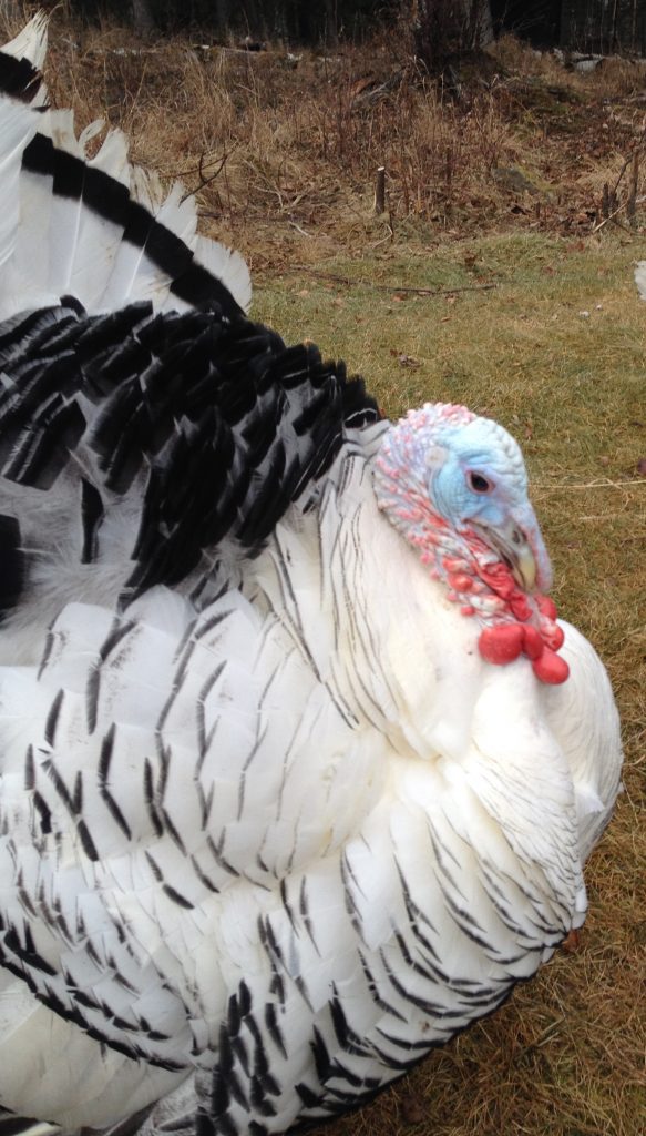 Royal Palm Turkey Heritage Breed Turkeys Cackle Hatchery®