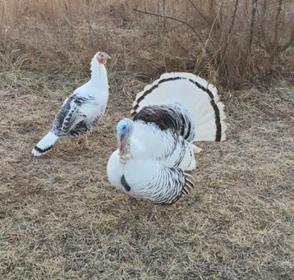 Royal Palm Turkeys