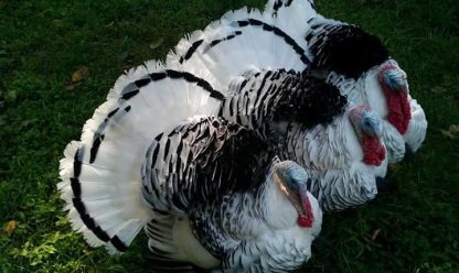 Royal Palm Turkeys