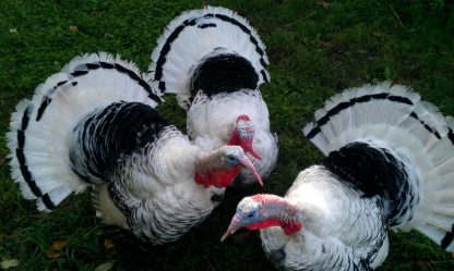 Royal Palm Turkeys