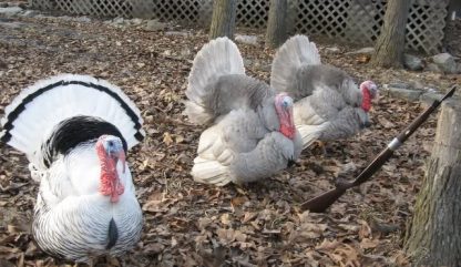 Blue State Turkey For Sale