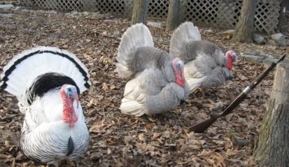 Royal Palm Turkeys