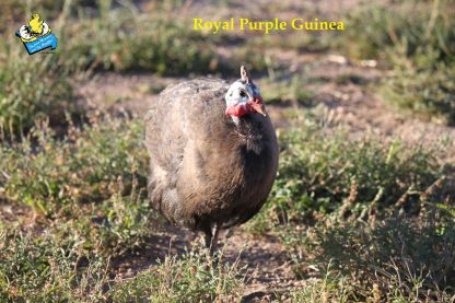 Royal Purple Guinea