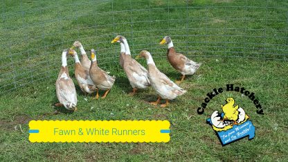 Fawn and White Runner Ducks