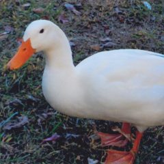 Cackle Hatchery®®'s White Pekin Duck Drake