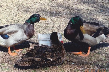 Rouen Ducks, Drakes and Hen