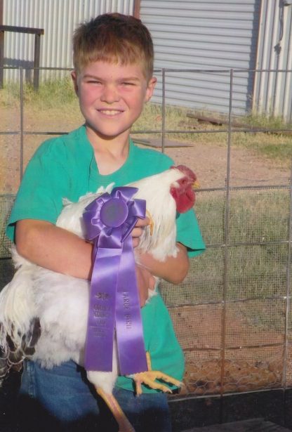 Thank you Cackle Hatchery®® , I won the "Best Large Breed Chicken" Ribbon at the Cochise County Fair, Arizona in 2012