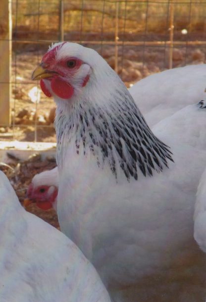 Columbian Wyandotte Chicken Pullet