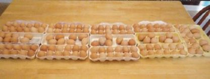 Thank you Cackle Hatchery® for my Cinnamon Queens that I ordered in the Spring of 2012. I have almost 100 hens and 2 roosters and lots of big brown eggs. Michael in Grovetown, GA.