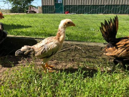 Saipan Chicken