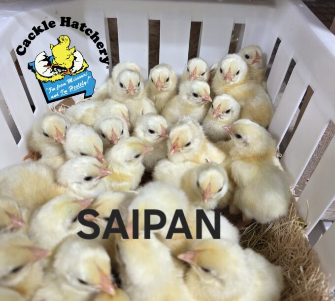Saipan Chicken - Image 27