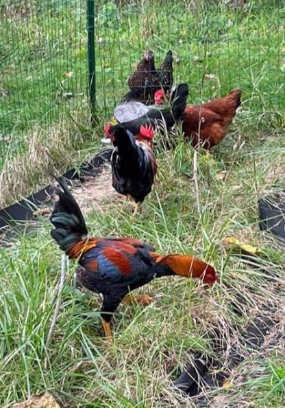 Saipan Jungle Fowl Chicken