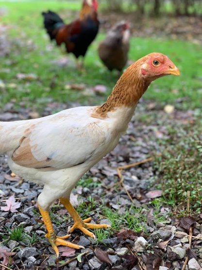 Saipan Chicken