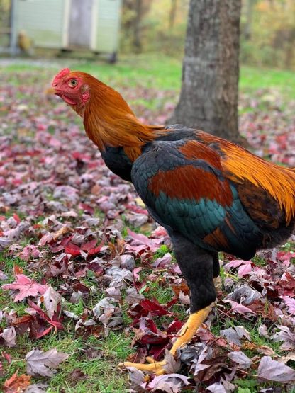 Saipan Chicken