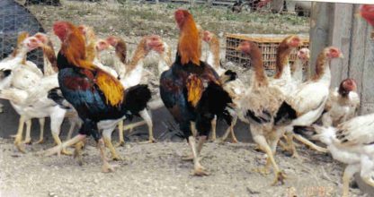 Saipan Chicken For Sale