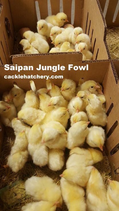Saipan Chicks