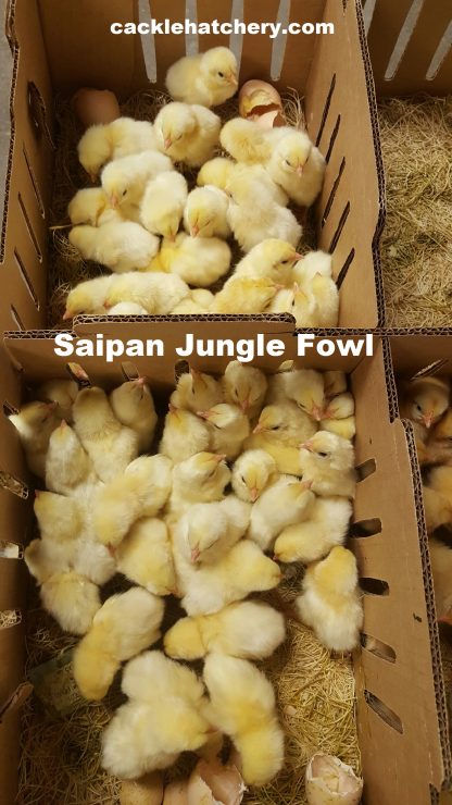 Saipan Chicks