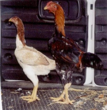 Pair of Saipan Chicken