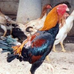 Saipan Chicken Rooster