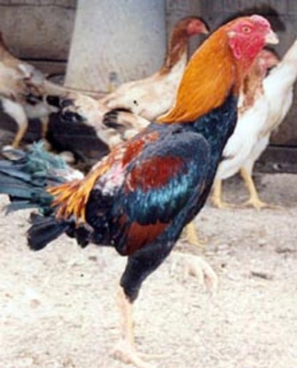 Saipan Chicken Rooster