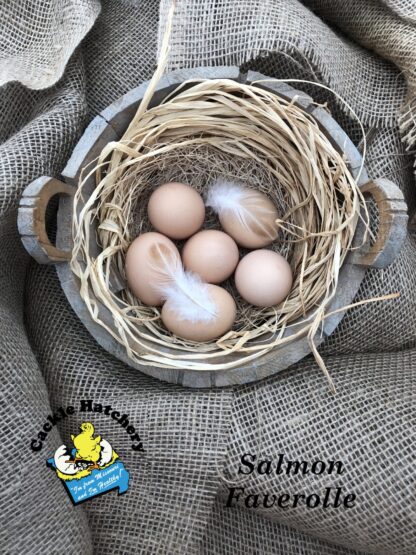 Salmon Faverolle Eggs