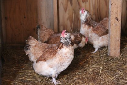 Salmon Faverolle Chickens for Sale