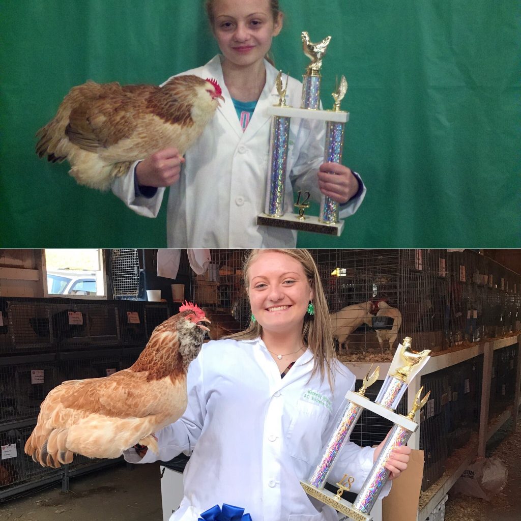 Salmon Faverolle Chickens Baby Chicks for Sale Cackle Hatchery®