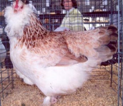 Salmon Faverolle Hen