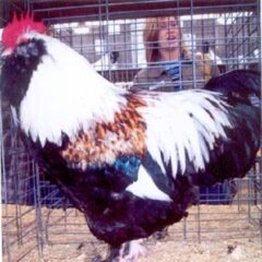 Salmon Faverolle Rooster