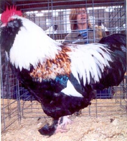 Salmon Faverolle Rooster