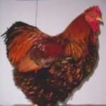 Golden Laced Cochin Chicken Rooster
