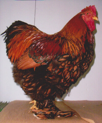 Golden Laced Cochin Chicken Rooster